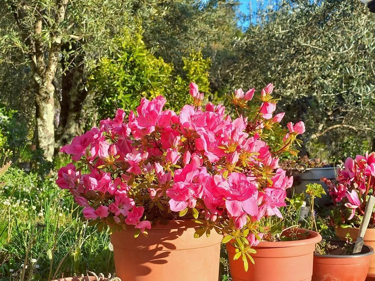 פשיה Villa Gli Olivi Country House